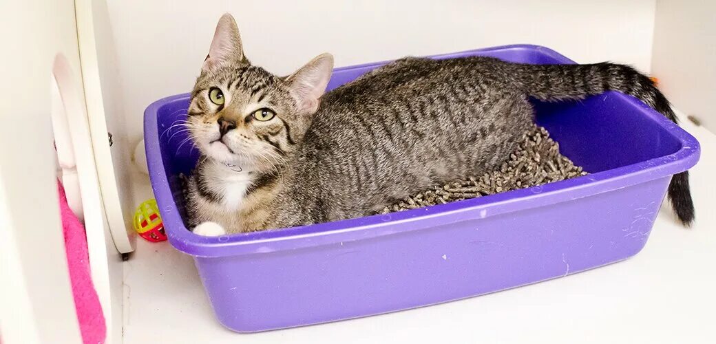 Как часто меняют кошачий туалет. Cat litter наполнитель. кошачий лоток с наполнителем. туалет для кошек. кот в лотке.