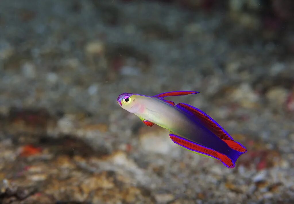 Как выглядят маленькие рыбки. Гуппи эндлера голубые. Как выглядят маленькие рыбки. Шиндлерия прематурус. Гамбузия рыбка.