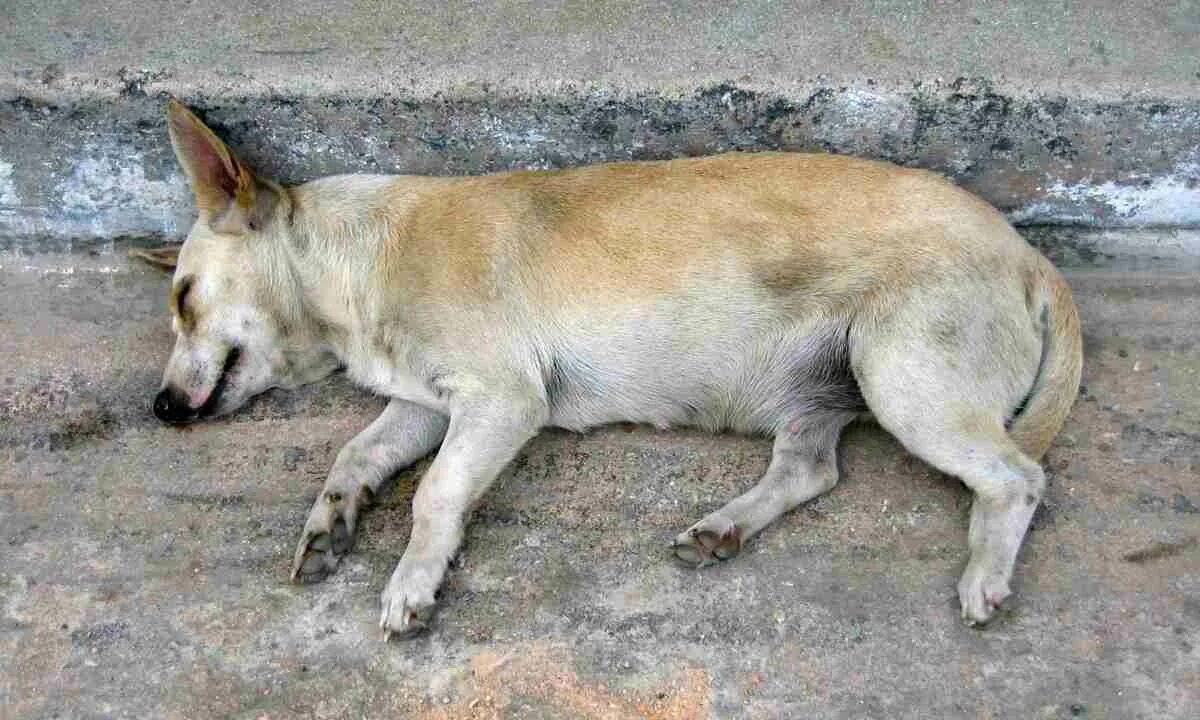 Усыпление бездомных животных. Снится собачьи смерти. К чему снится умирающий питомец. Трупы собак нижний новгород. К чему снится умирающий питомец.