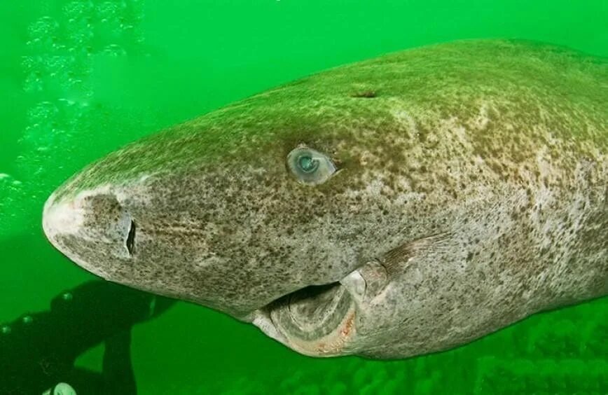Северно ледовитая акула. Полярная акула somniosus microcephalus. голландская полярная акула. гренланскаяпалярнаяакула. гренландская полярная акула самая старая.