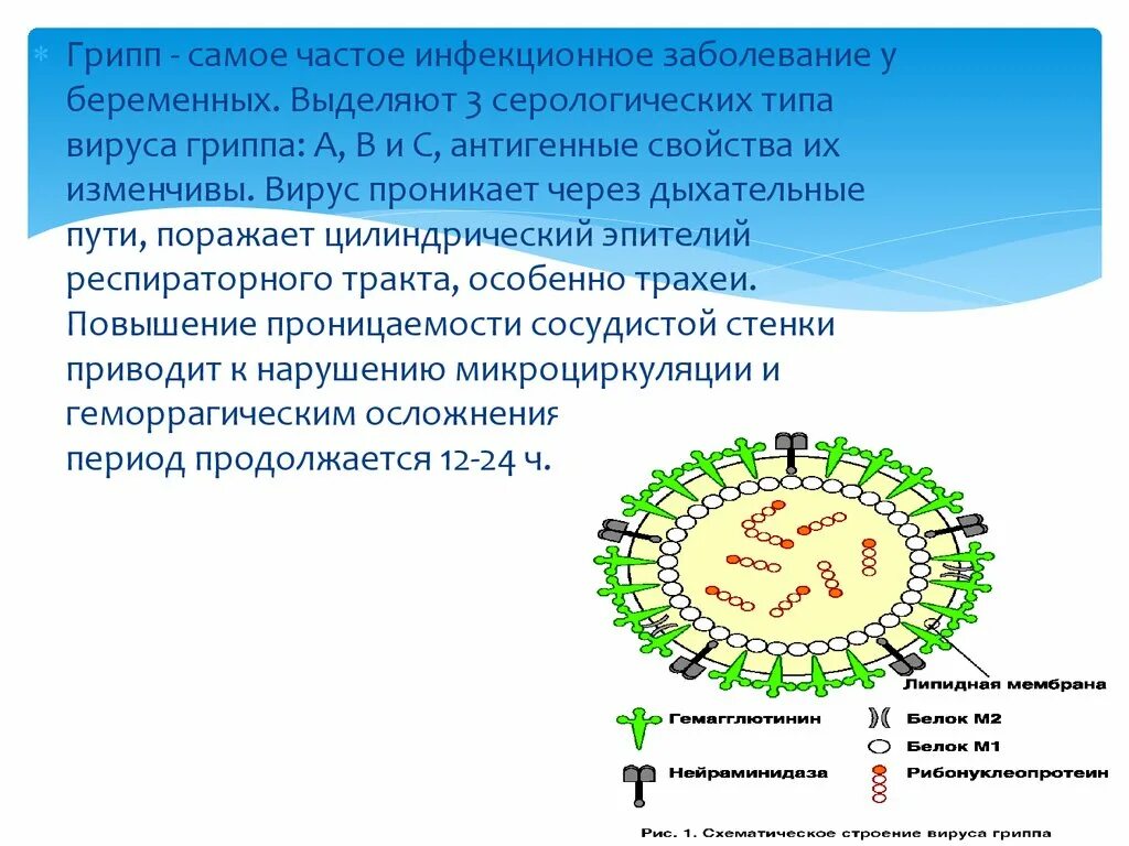 Действие вируса гриппа. Вирус гриппа. Типы вируса гриппа. Устойчивость вируса гриппа. Характеристика вируса гриппа.