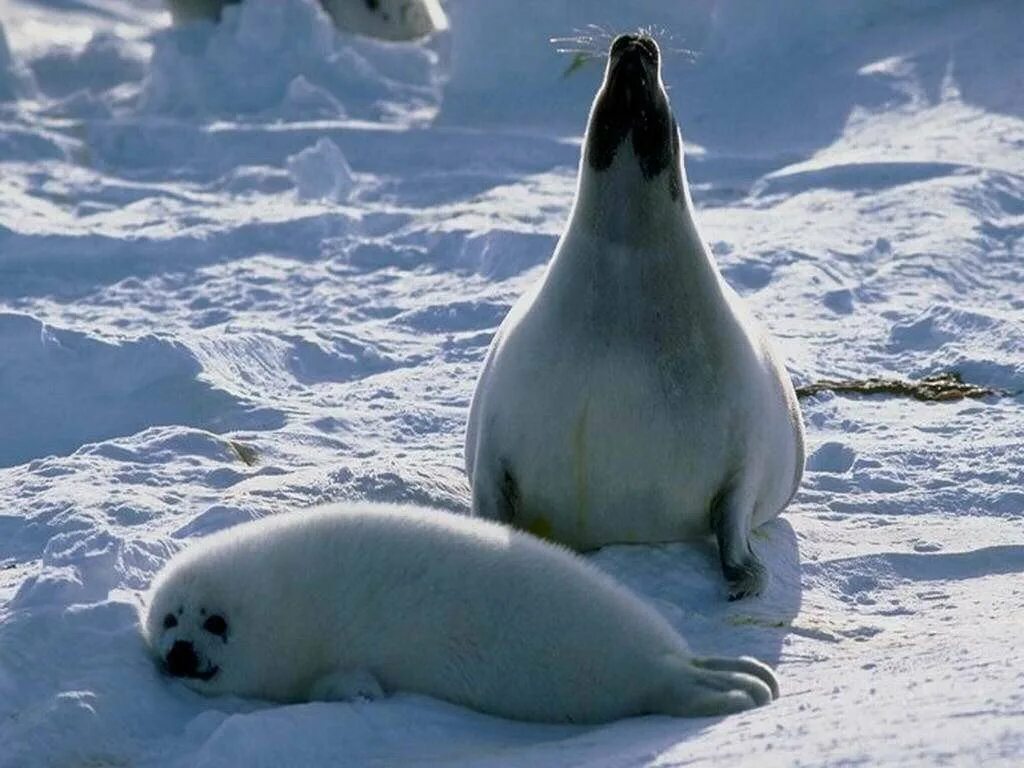 Гренландский тюлень. Гренландский тюлень Нерпа. Нерпа Арктическая. Белый Гренландский тюлень.