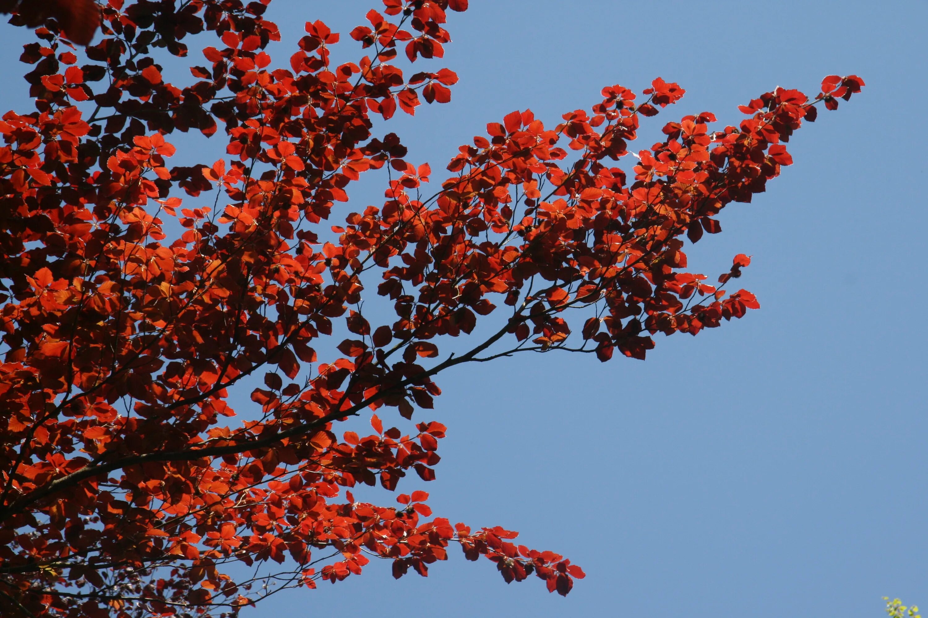 Почему краснеет дерево. Красное дерево. Дерево с красными листьями. Кустарник с красными листьями. Красное дерево весной.