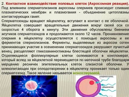 2 фаза оплодотворения