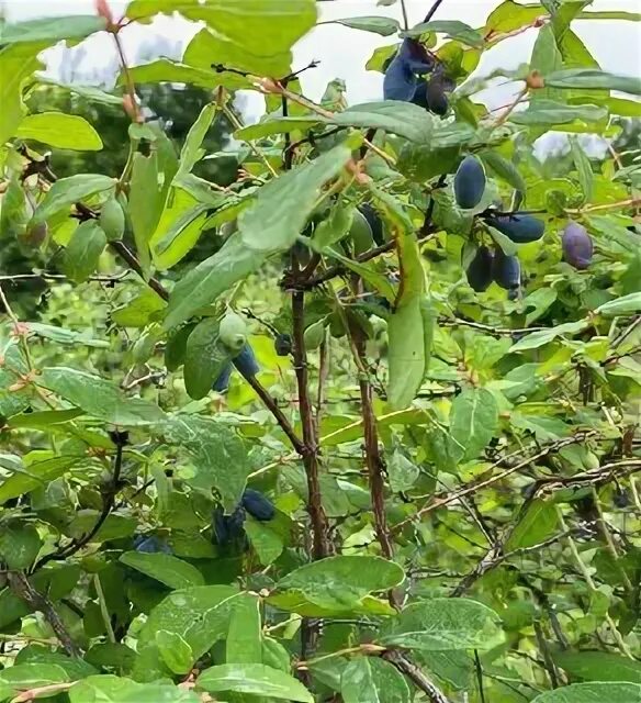 третий ярус кустарники. широколиственный лес растения. жимолость или шиповник 4. имена кустарников. кустарники орешник калина.