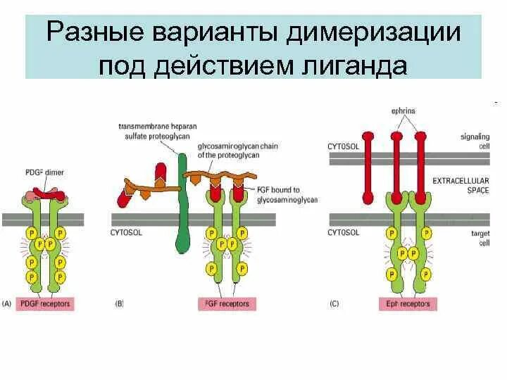 Мембранные рецепторы иммунология кратко. Строение рецепторов мембраны. Строение тирозинкиназного рецептора. Мембранные рецепторы лиганд.