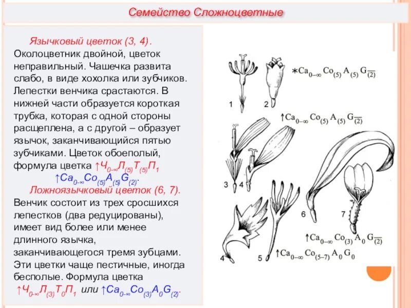 Трубчатый тип цветка. Семейство Сложноцветные диаграмма цветка. Сложноцветные Астровые формула цветка. Семейство Астровые околоцветник. Строение цветка сложноцветных диаграммы.