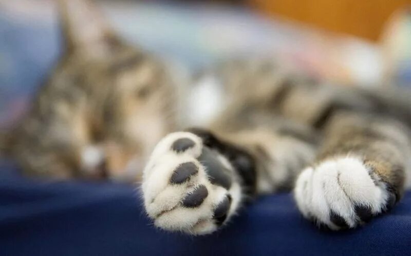 Сон лапа. Лапка кота. кошачья лапа. кошачьи подушечки. кошачьи подушечки на лапах.