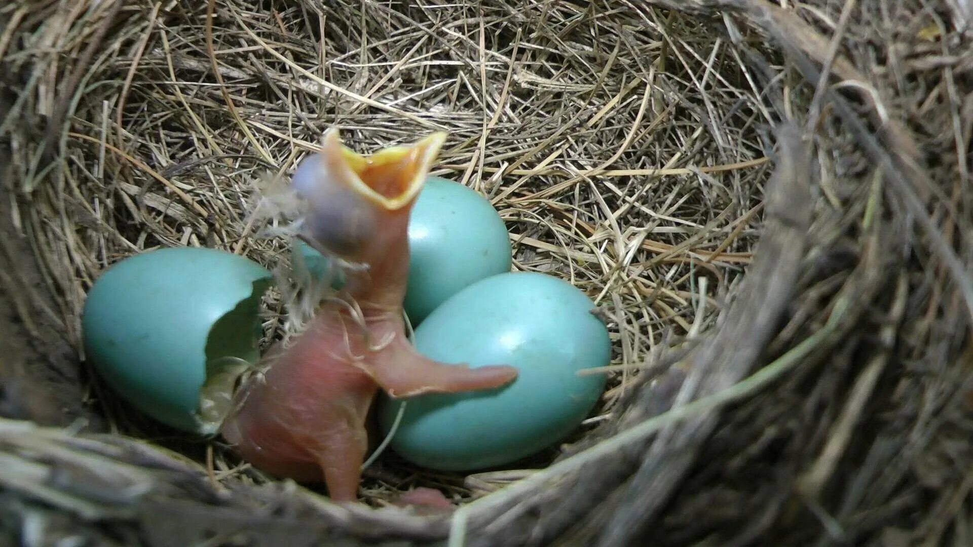 Яйца скворцов фото. Вылупившийся птенец скворца. Дрозды яйца птенцы. Гнездо с яйцами и птенцами. Гнездо гнездо зарянки птенец.