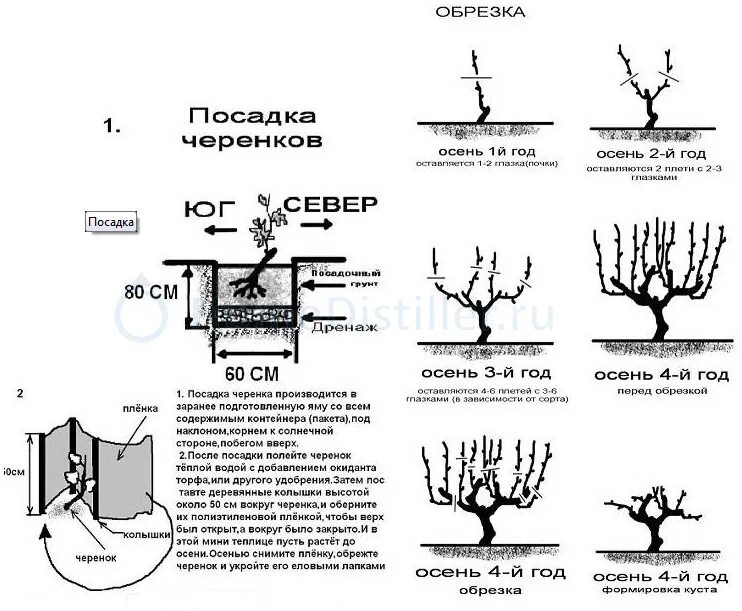 Схема посадки сорта. Как правильно посадить виноград весной саженцами. посадка саженцев винограда весной в грунт. схема посадки винограда осенью саженцами. посадка винограда весной саженцами в открытый грунт.