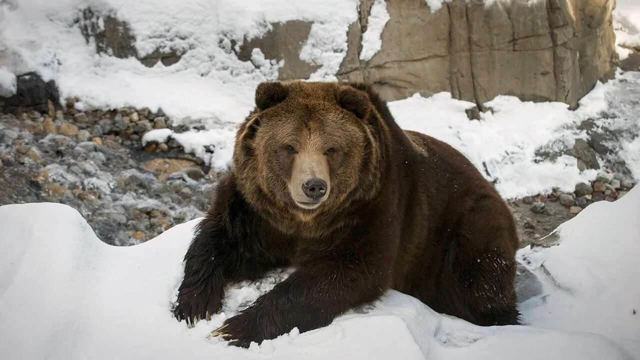 Русская медведь сил. Медведь Россия. Медведь в тайге. Русский медведь фото. Русский медведь зимой.