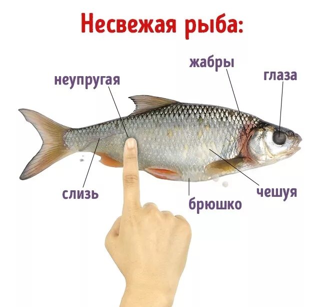 Как отличить рыбу. Как определить рыбу по свежести. Признаки свежей рыбы. Признаки не свежей рыбы. Как определить свежесть рыбы.
