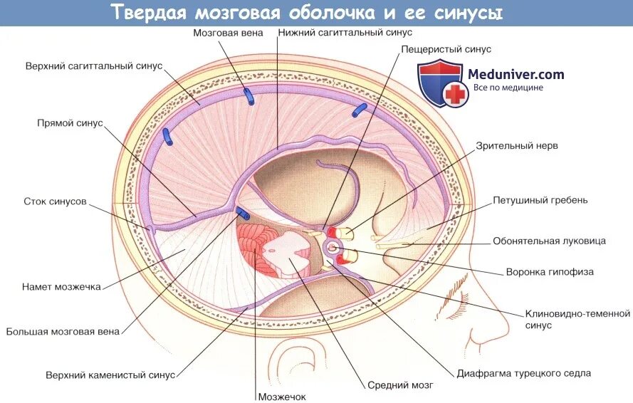 Серп большого мозга (твердая оболочка головного мозга). Иннервация твердой оболочки головного мозга анатомия. Три отростка твердой мозговой оболочки. Отростки твердой оболочки головного мозга. Воспаление внутренней оболочки вены латынь