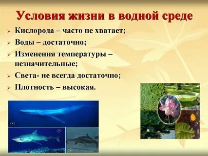 Условия среды презентация