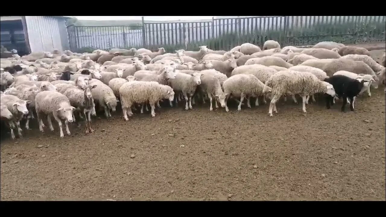 Баран на курбан байрам. Фото барана на Курбан байрам. Живой баран на Курбан байрам. С праздником Курбан байрам баран.