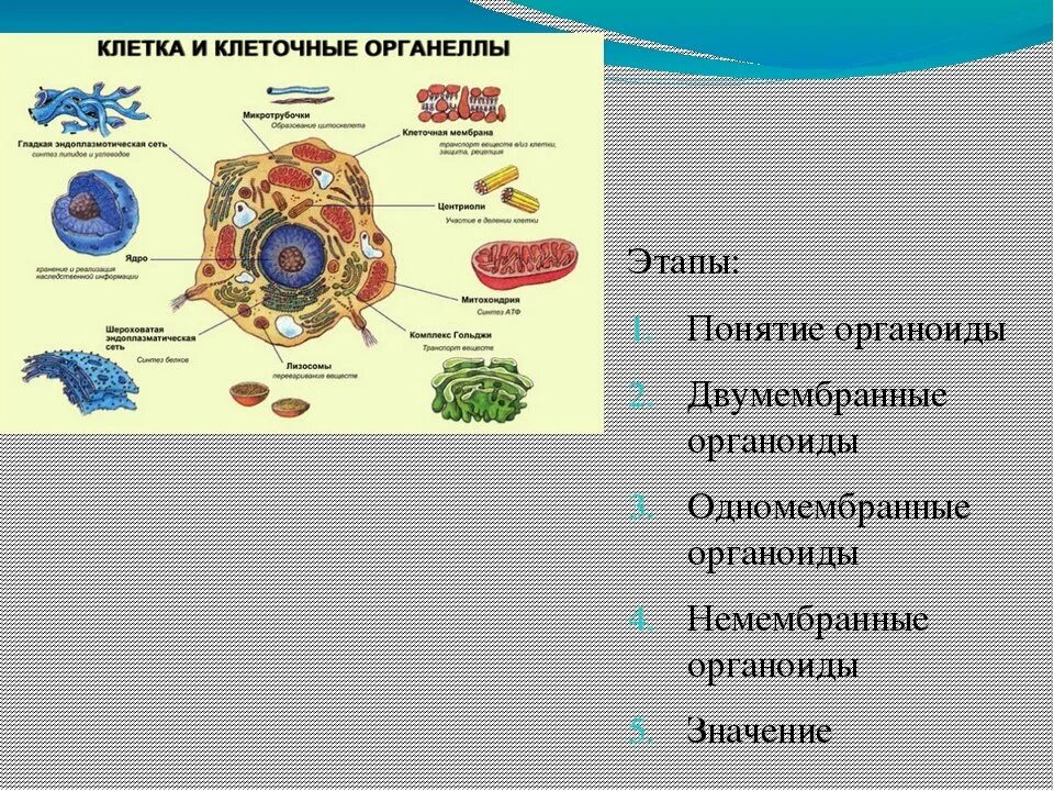 Ядро биология 10 класс органоиды клетки. Строение клетки, клеточные органеллы. Органоиды клетки 10 класс. Функции органоида рисунок. Пищеварительный органоид клетки