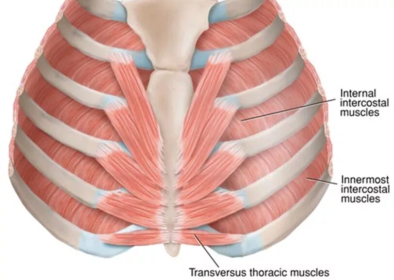 Поперечная мышца грудной клетки. Межреберные мышцы. Внутренние межреберные мышцы. Самые внутренние межреберные мышцы.