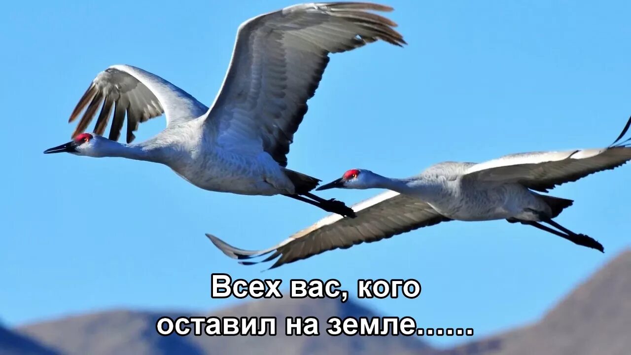 Без слов журавль. Журавль. гамзатов журавли. верность журавлей.