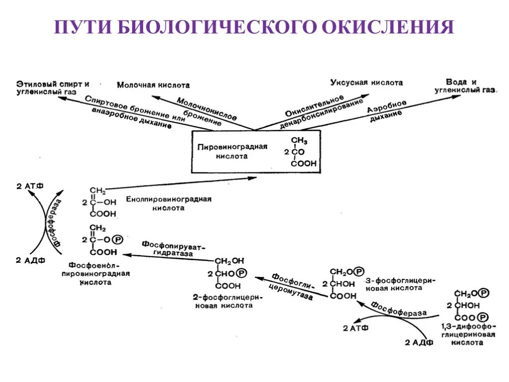 Процесс биологического окисления. Схема субстратов биологического окисления. Фазы биологического окисления биохимия. Короткие пути окисления биохимия. Схема окисления молока бактериями.