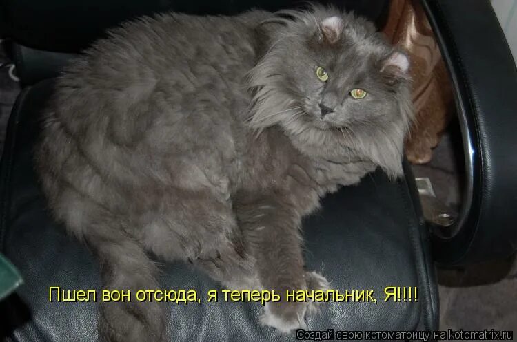 сейчас босс