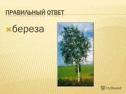 Приставка в слове береза