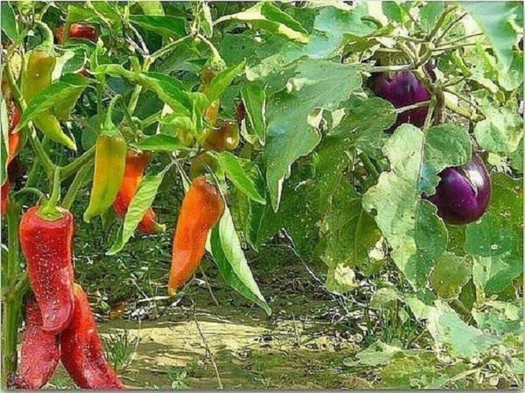 Сажают ли перец рядом с огурцами. Баклажаны на грядке. Перец в огороде. Баклажаны в теплице. Перец в теплице.