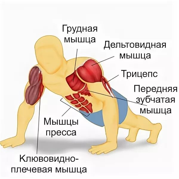 Отжимания на какие группы. Отжимания какие мышцы задействованы. Группы мышц задействованные при отжимании. Какие мышцы прорабатываются при отжимании. Мышцы которые задействованы при отжиманиях.