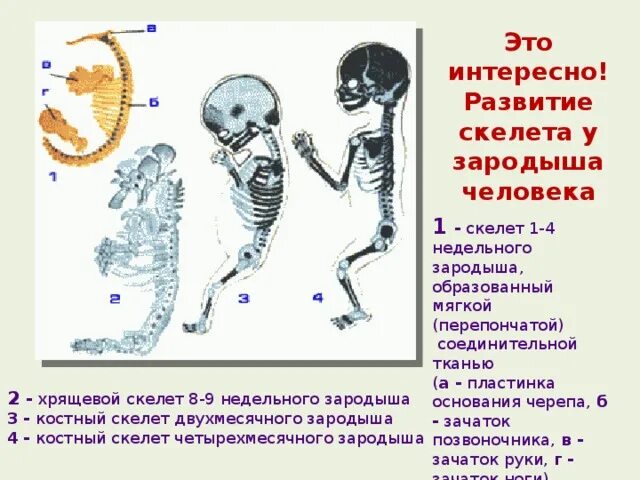 Развитие скелета. Развитие скелета человека. Развитие скелета у зародыша. Скелет эмбриона человека. Женщина с нарушением в развитии скелета