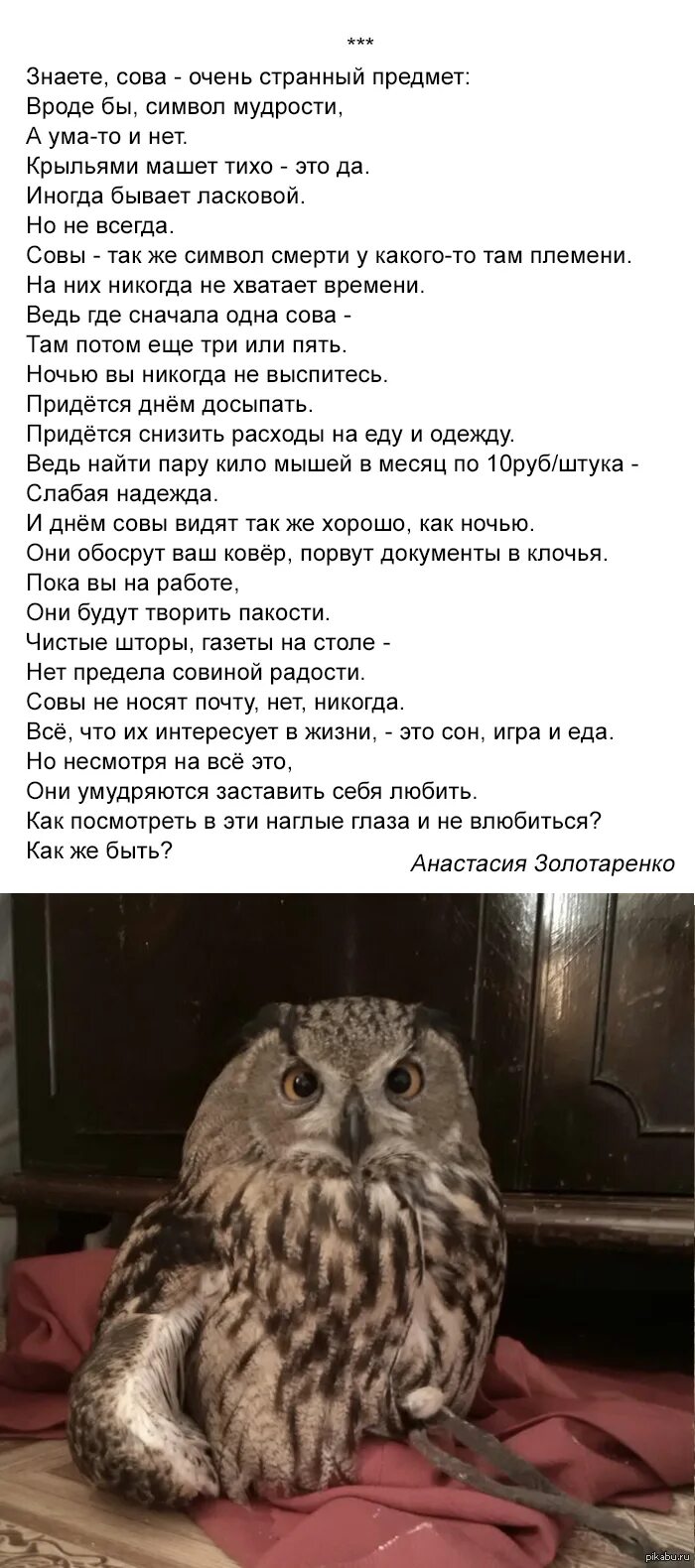 Как будет сова по