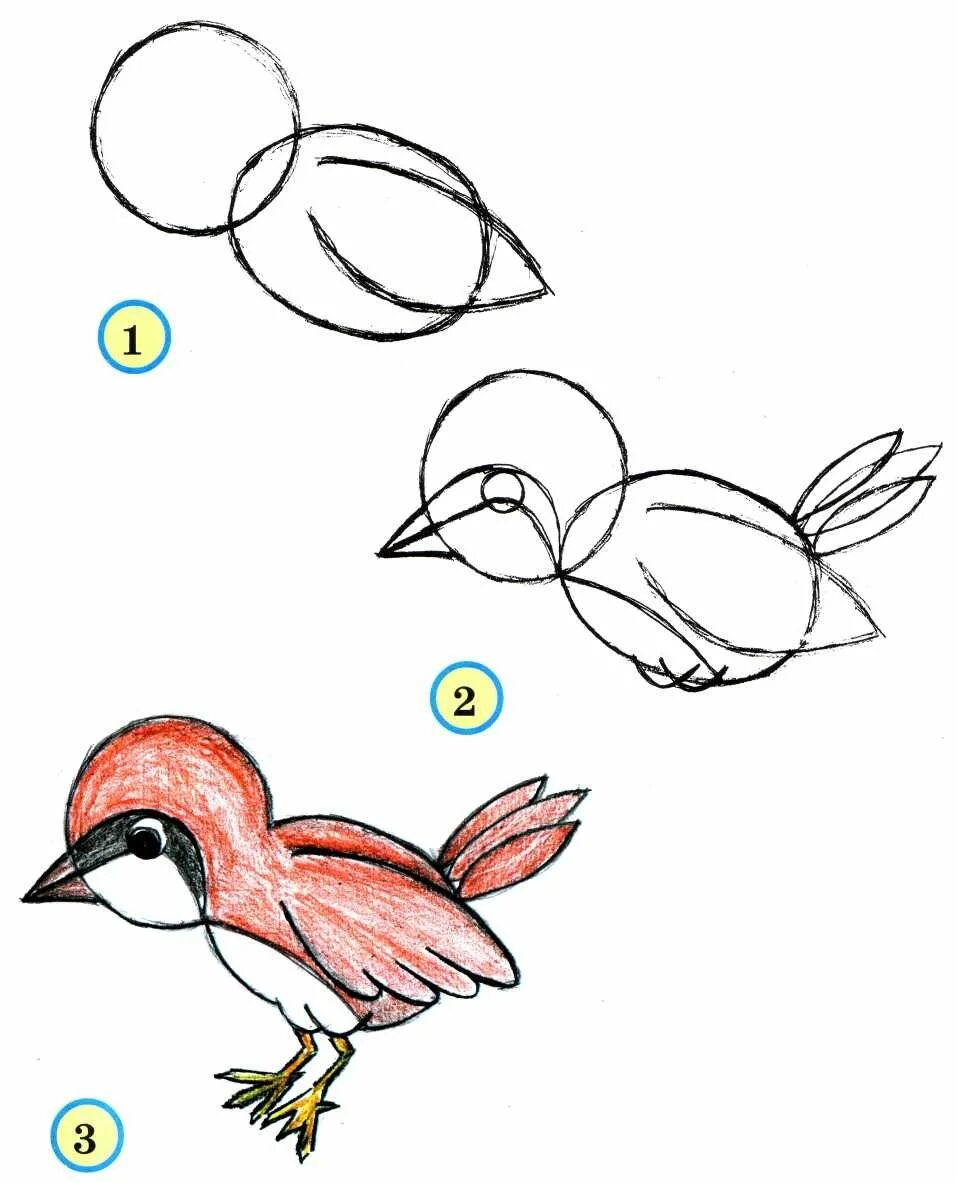 Рисунок птицы 5 класс. Птица рисунок. Рисование птиц. Поэтапное рисование птиц. Легкие рисунки.