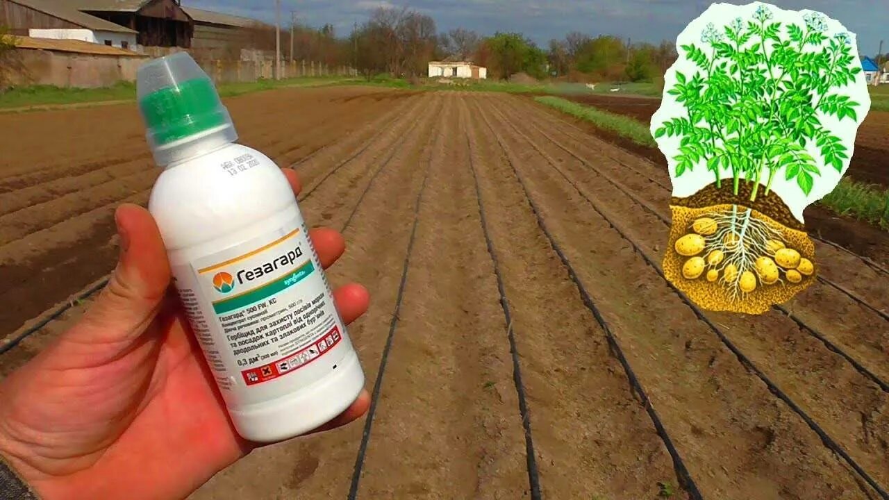 От сорняков перед посадкой. Гезагард Syngenta. Гезагард гербицид. Гербицид раствор. Гербицид для сорняков.