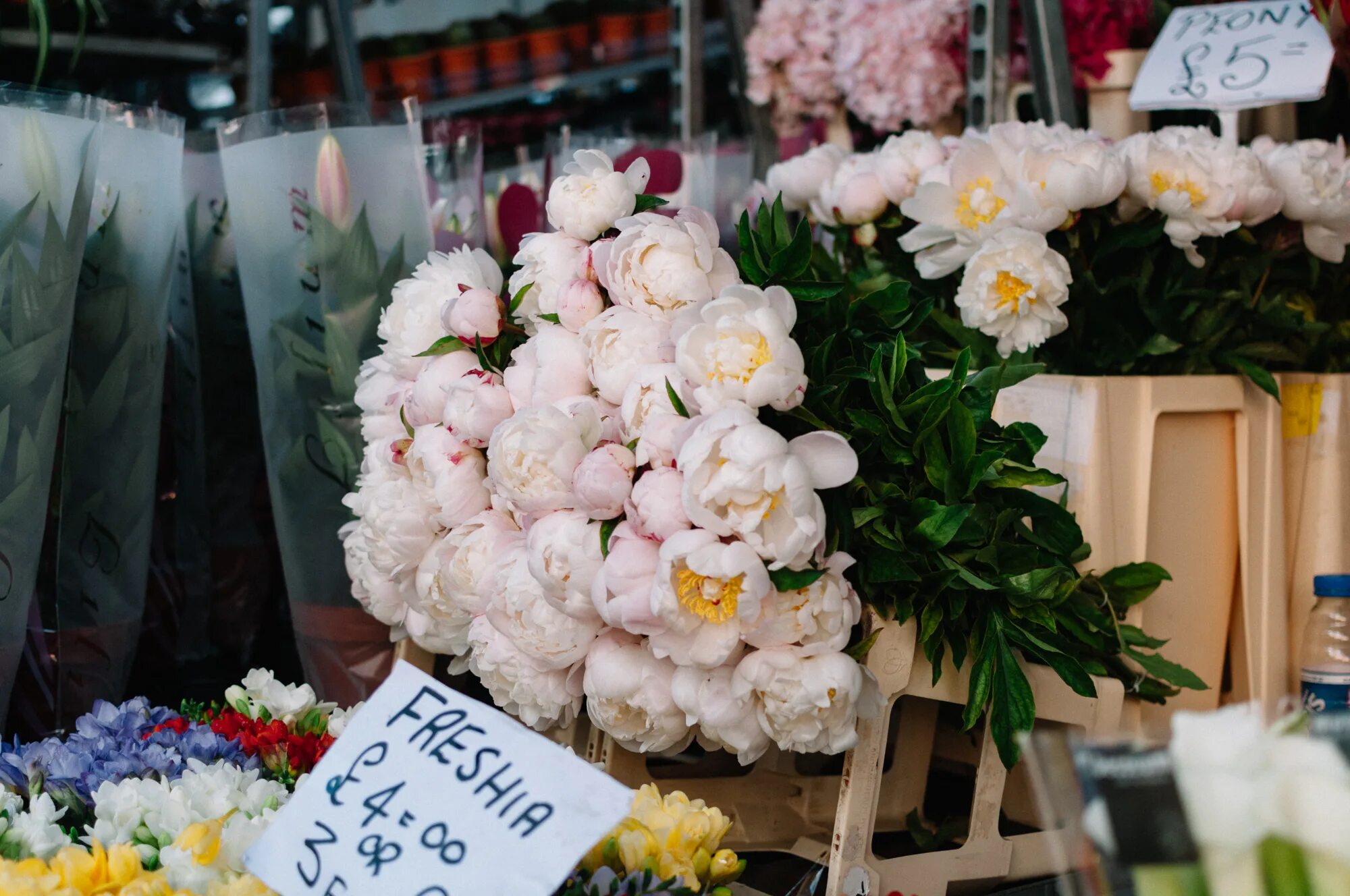 Рижский рынок цены на цветы 2024. Пионы на Рижском рынке. Рижская цветы. Рижский рынок цветы. Орхидеи на Рижском рынке.