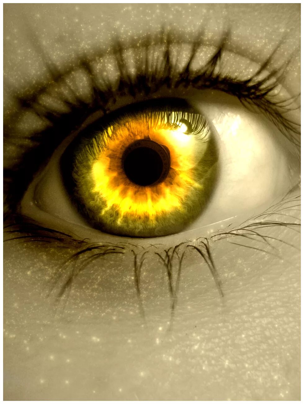 Желтые глаза конец. Золотые глаза. Желтые глаза. Янтарные глаза. Яркие янтарные глаза.