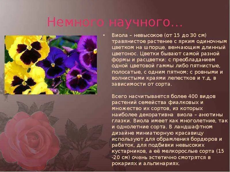 Описание разных. Анютины глазки описание растения. легенда про анютины глазки для детей. анютины глазки описание для детей. паспорт растения анютины глазки.