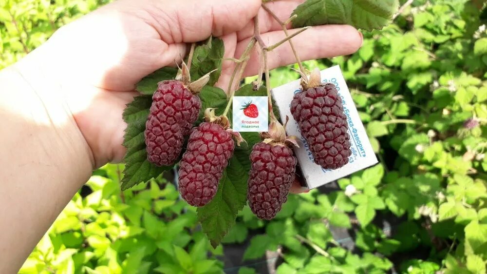 ежемалина описание отзывы садоводов. ежемалина описание отзывы садоводов. ежемалина описание отзывы садоводов. ежемалина тайберри характеристики. ежевика бесшипная бжезина.