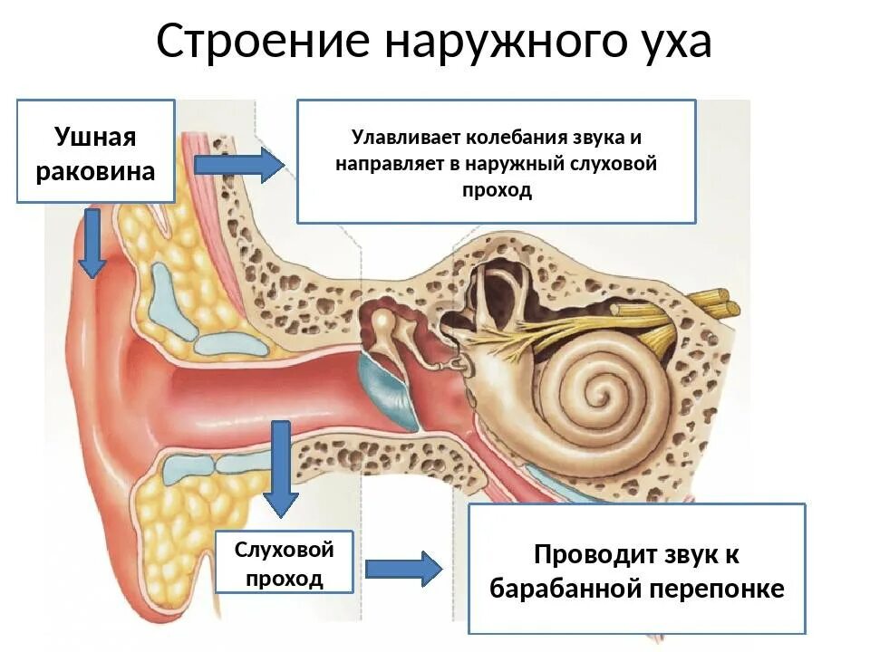 Характеристика уха человека. Ушная раковина и наружный слуховой проход. Строение наружного уха. Ушная раковина анатомия строение уха. Ухо строение внешнее.