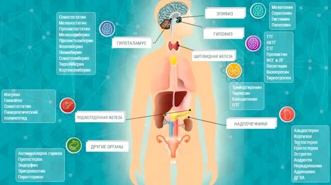 Какие гормоны вырабатывает человеческий организм. В каких органах образуются гормоны. Выработка гормонов. Орган отвечающий за гормоны.