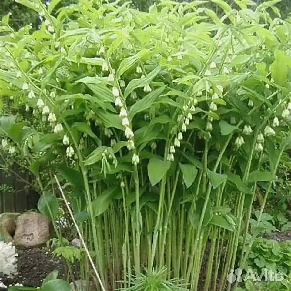 Растение купена душистая фото. Растение купена душистая фото. Растение купена душистая фото. Купена мутовчатая. Растение купена душистая фото.