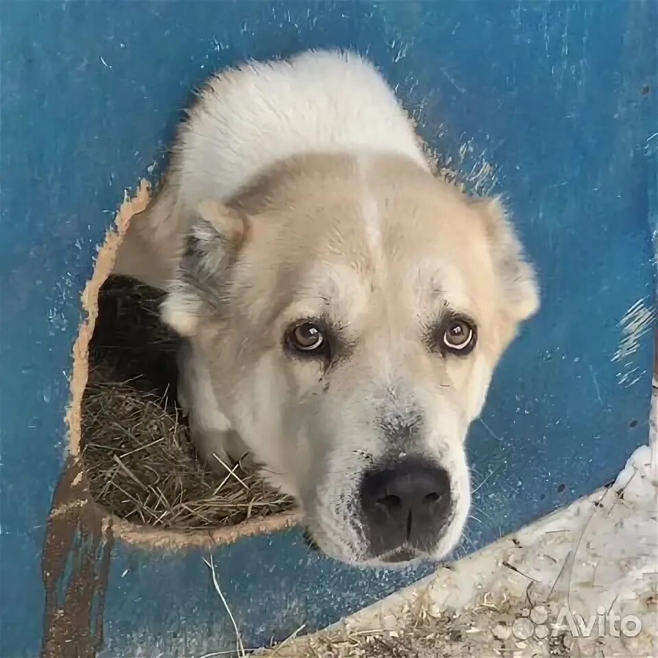 Щенки тюменская область