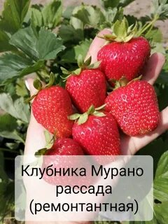 Клубника мурано характеристики