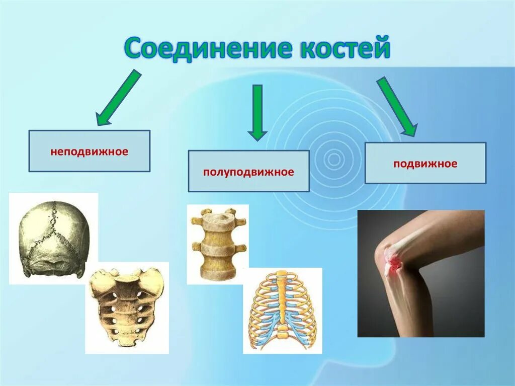 Функции соединения костей. Подвижное полуподвижное и неподвижное соединение костей. Типы соединения костей полуподвижные. Подвижные и полуподвижные соединения костей. Подвижные неподвижные и полуподвижные соединения человека.