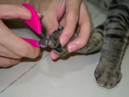 Сколько подстригать когти котам