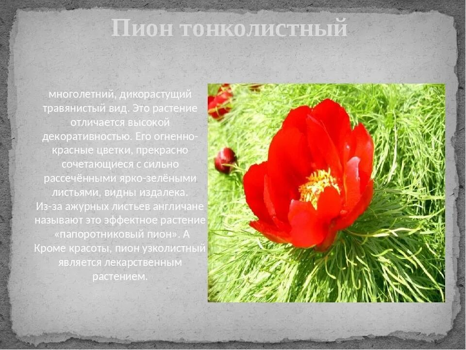 Пион тонколистный фото и описание. Пион тонколистный строение. пион тонколистный красная книга ставропольского края. пион тонколистный красная книга. пион узколистный описание растения.