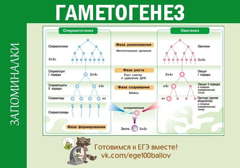 Сходства сперматогенеза и овогенеза. Различия сперматогенеза и овогенеза. Сравнительная таблица сперматогенеза и оогенеза. Различия овогенеза и и спермогенеза. Основа гаметогенеза