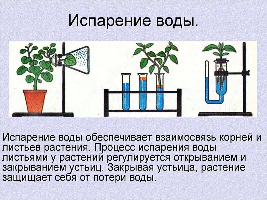 Опыт доказывающий испарение воды листьями. Испарение воды листьями транспирация. Схема транспирации растений. Транспирация – процесс испарения воды листьями.. Испаряют значительное количество воды