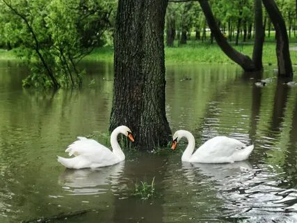 Кинель лебедь