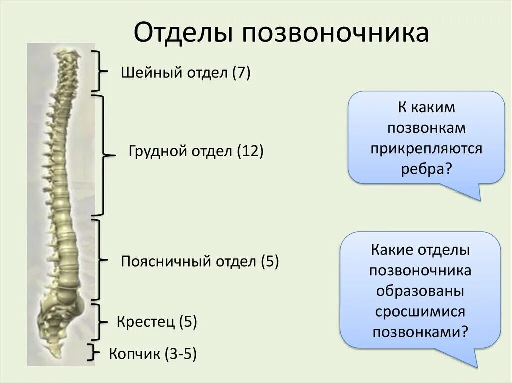 Два отдела позвоночника характерны для. Отделы позвоночника. Позвоночник человека. Отделы позвоночника человека. Строение позвоночного столба.