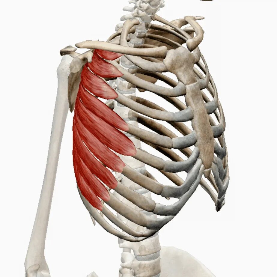 Serratus anterior мышца. Мускулюс Серратус. Передняя зубчатая мышца, m. serratus anterior. Serratus anterior мышца анатомия.