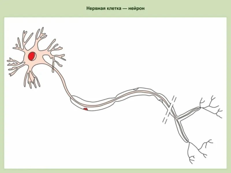 Строение нерва рисунок. Строение нервной клетки животных. Зарисовать нервную клетку. Животная клетка нервная. Нейрон строение у животных.