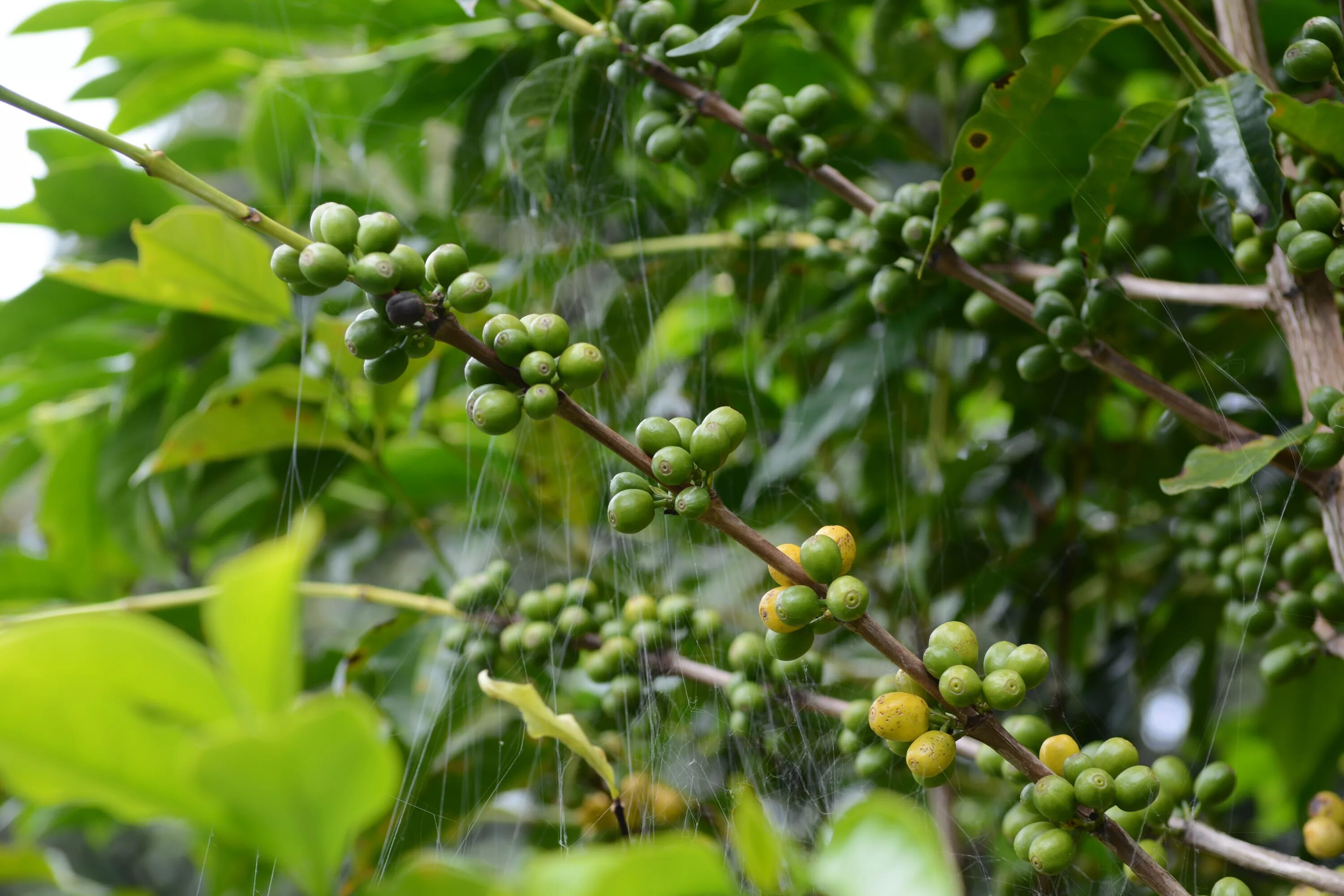 Кофе это фрукт. Кофе растение. Кофейное дерево. Кофе дерево. Куст кофе.